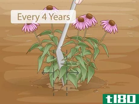 Image titled Care for an Echinacea Plant Step 13