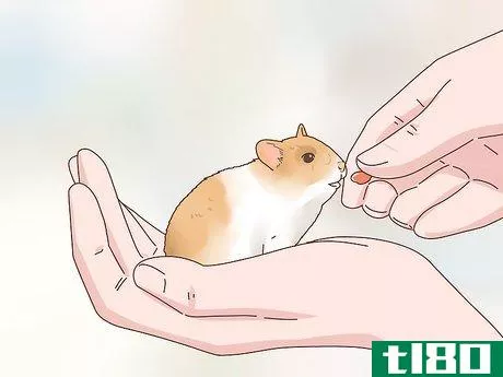 Image titled Care for Hamster Babies Step 20