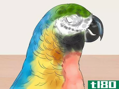 Image titled Care for a Molting Parrot Step 2