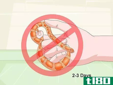 Image titled Care for Baby Cornsnakes Step 13