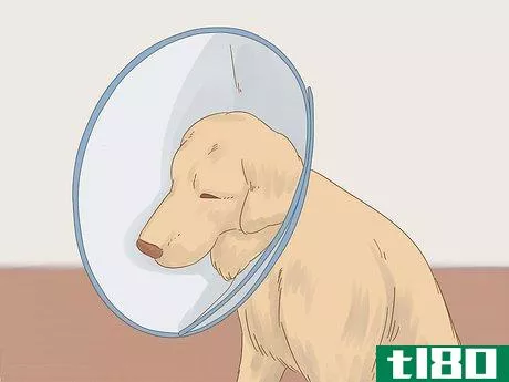 Image titled Care for a Dog After Spaying Step 11