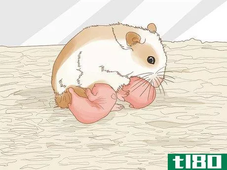 Image titled Breed Hamsters Step 10