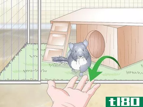 Image titled Care for Chinchillas Step 15