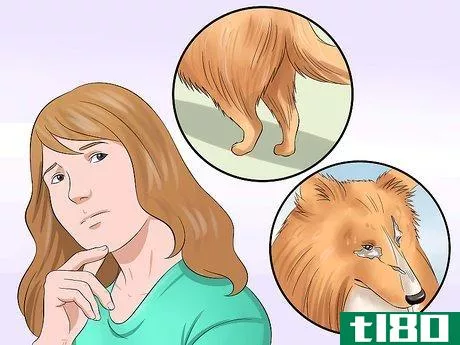 Image titled Care for Shelties Step 4