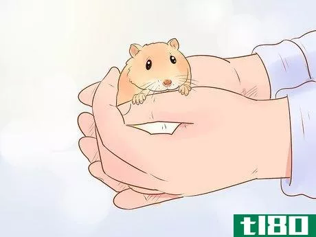 Image titled Care for Dwarf Hamsters Step 11