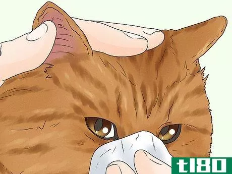 Image titled Care for an American Bobtail Cat Step 11