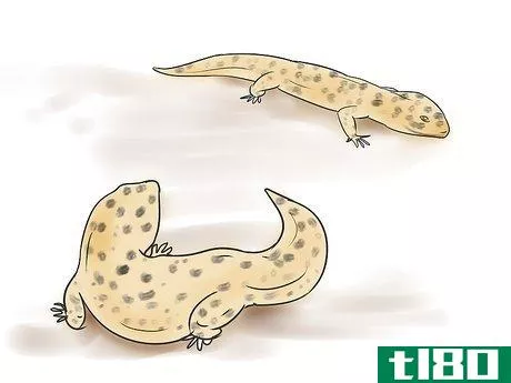 Image titled Breed Leopard Geckos Step 5