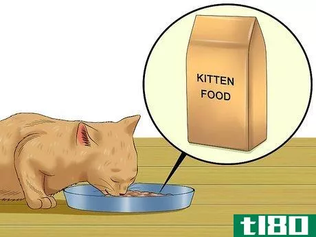 Image titled Care for Kittens from Birth Step 4