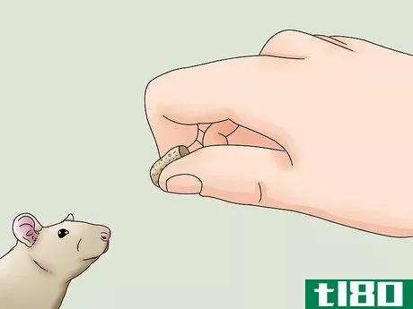 Image titled Bond With Your Pet Rat Step 12