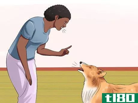 Image titled Care for Shelties Step 17