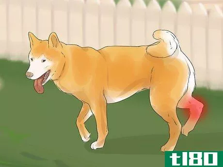 Image titled Care for an Akita Inu Dog Step 17
