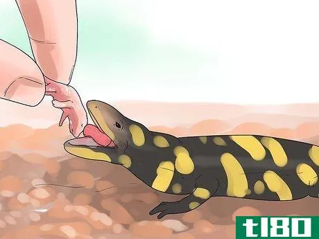 Image titled Care for Salamanders Step 14