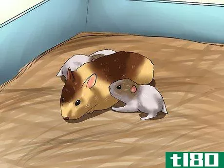 Image titled Care for Newborn Hamsters Step 7