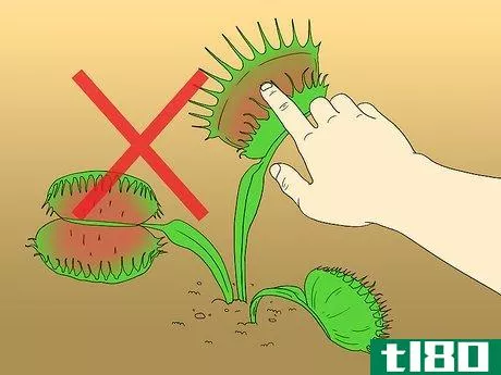 Image titled Care for Venus Fly Traps Step 24