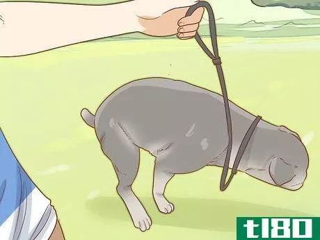 Image titled Care for Your Older Dog Step 9