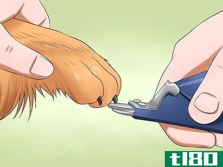 Image titled Care for Shelties Step 14