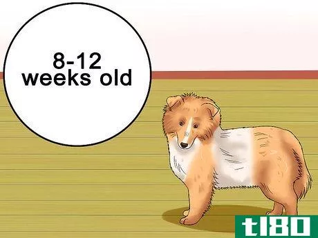 Image titled Care for Shelties Step 8