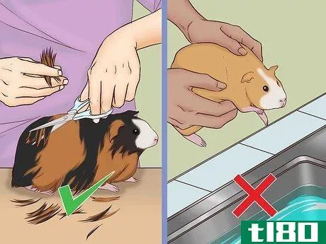 Image titled Care for a Pregnant Guinea Pig Step 10
