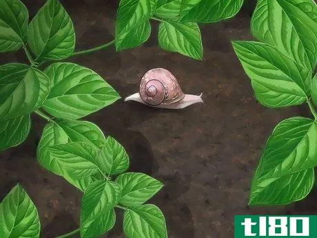Image titled Care for Garden Snails Step 9