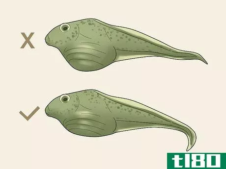 Image titled Care for African Clawed Frog Tadpoles Step 5