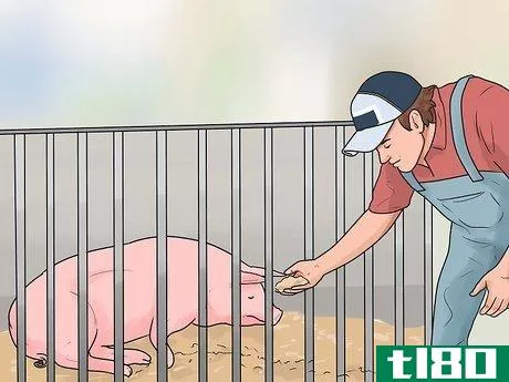 Image titled Care for a Pig With Pneumonia Step 4