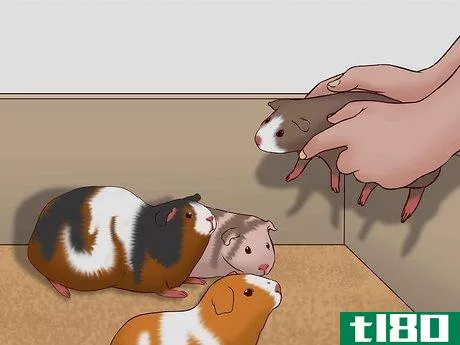 Image titled Care for a Pregnant Guinea Pig Step 43