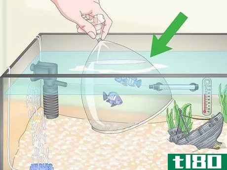 Image titled Build a Freshwater Predator Fish Aquarium Step 12