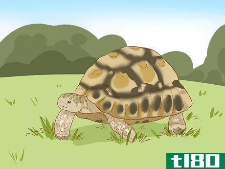Image titled Care for a Leopard Tortoise Step 5