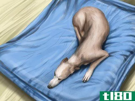 Image titled Care for a Greyhound Step 2