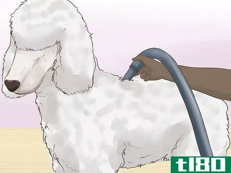 Image titled Blow Dry a Dog Step 10