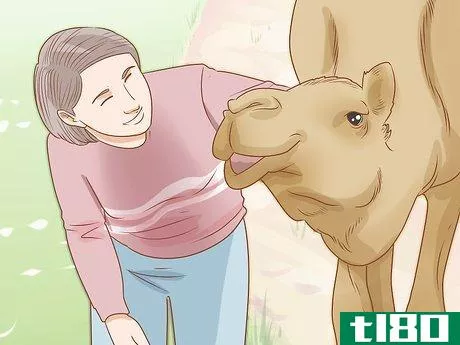 Image titled Care for a Camel Step 11