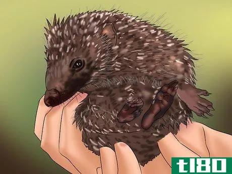 Image titled Care for a Baby Hedgehog Step 9