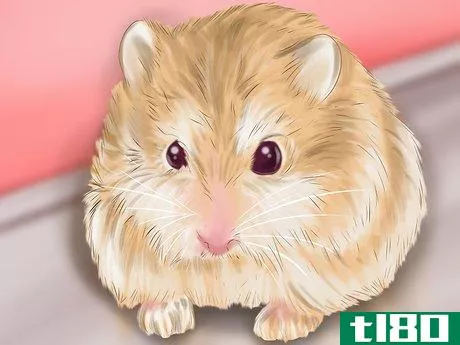 Image titled Care for Roborovski Hamsters Step 16