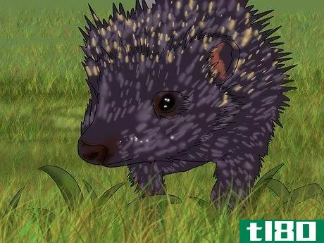 Image titled Care for a Baby Hedgehog Step 23