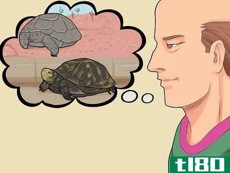 如何照顾一只冬眠的海龟(care for a hibernating turtle)