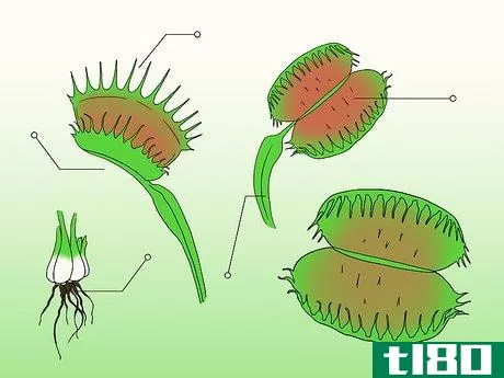 Image titled Care for Venus Fly Traps Step 1