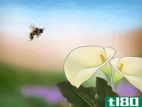 Image titled Care for an Injured Honeybee Step 9
