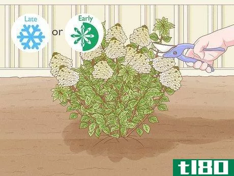 Image titled Care for Limelight Hydrangeas Step 11