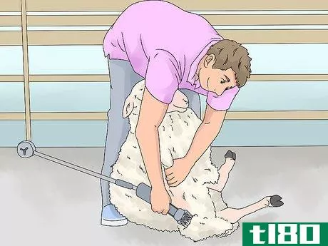 Image titled Breed Sheep Step 7