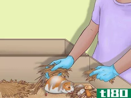 Image titled Care for a Pregnant Guinea Pig Step 32