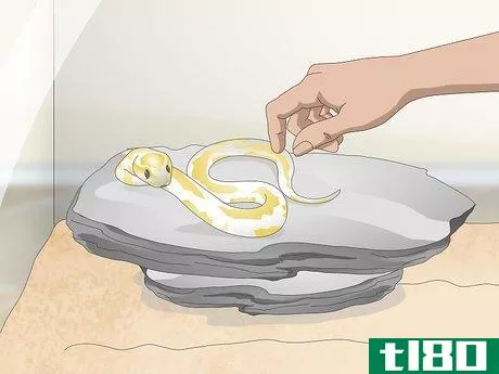 Image titled Build a Relationship with Your Snake Step 4