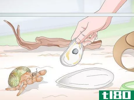 Image titled Care for Land Hermit Crabs Step 11