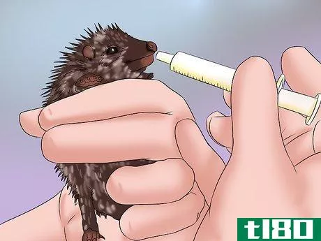 Image titled Care for a Baby Hedgehog Step 16