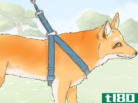 Image titled Care for a Pet Fox Step 21