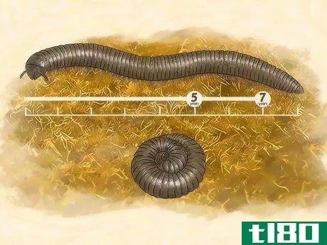 Image titled Care for Giant African Millipedes Step 9