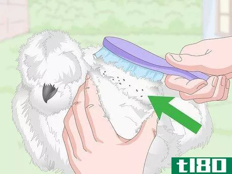 Image titled Care For Silkie Chickens Step 20