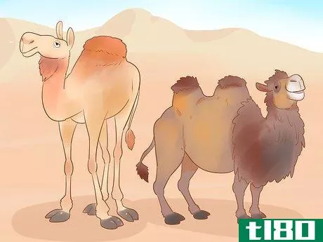 Image titled Buy a Camel Step 7