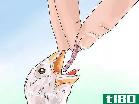 Image titled Care for a Fledgling if the Mom Leaves Step 10