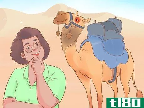 Image titled Buy a Camel Step 18