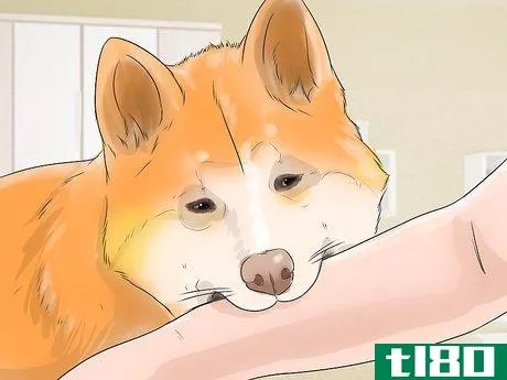 Image titled Care for an Akita Inu Dog Step 11